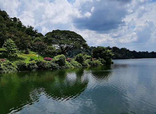 singapore/macritchie-reservoir/landmark/jelutong-tower