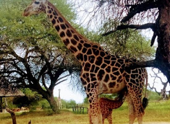 kenya/tsavo-national-park/landmark/nguuni-nature-sanctuary
