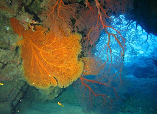 new-caledonia/poindimie/landmark/tieti-diving