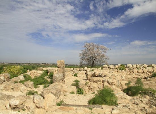 israel/shephelah/landmark/tell-batash