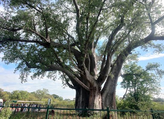 zambia/victoria-falls-area/landmark/vic-falls-bushcamps