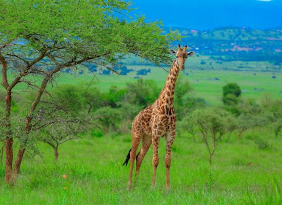 rwanda/kigali-province/landmark/journey-africa-wild