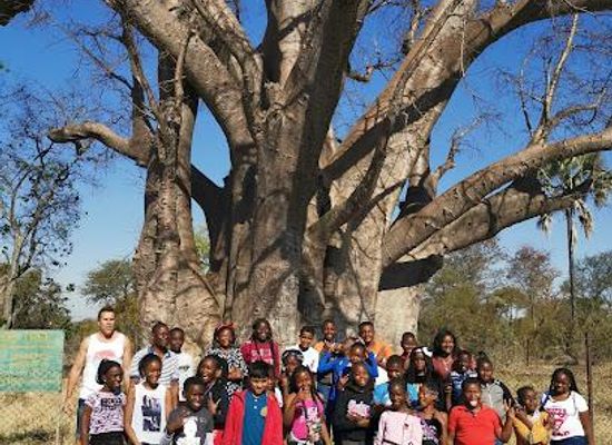 zambia/livingstone/landmark/the-big-tree