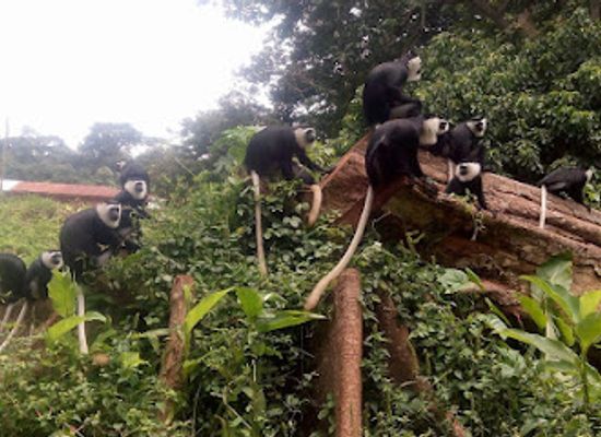 ghana/bono-east-region/landmark/boabeng-fiema-monkey-sanctuary