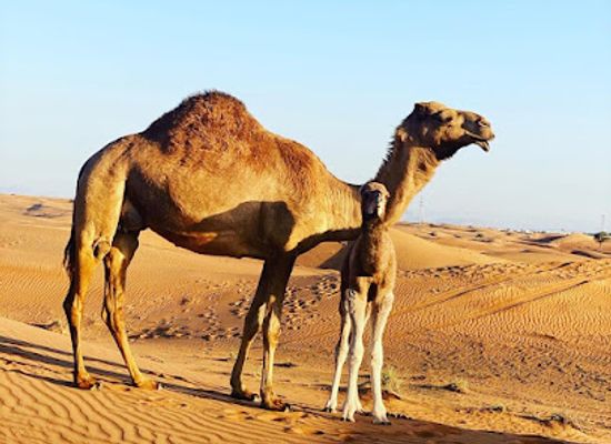 united-arab-emirates/northern-emirates/landmark/desert-fun-tourism-llc