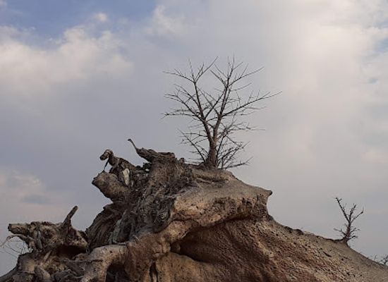 botswana/nxai-pan-national-park/landmark/baobab-chapmana