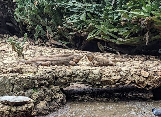 barbados/east-coast/landmark/barbados-wildlife-reserve