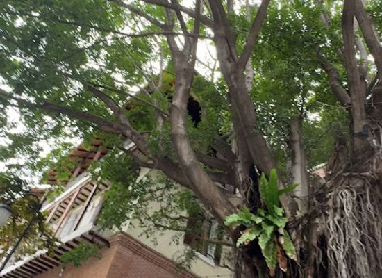 thailand/chiang-mai/nimmanhaemin/landmark/the-wise-big-tree