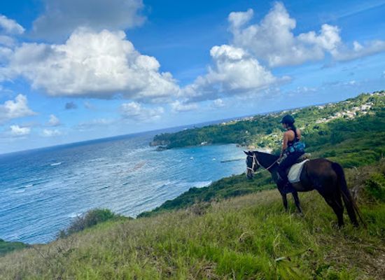 barbados/saint-lucy/landmark/ocean-echo-stables