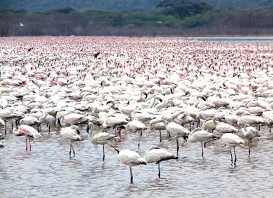 kenya/malindi/landmark/nurali-safaris-kenya