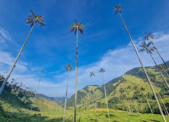 colombia/coffee-axis/landmark/cocora-valley