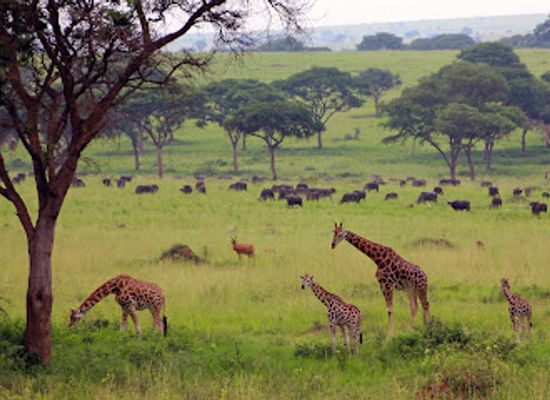 uganda/murchison-falls-national-park/landmark/murchison-falls-safari
