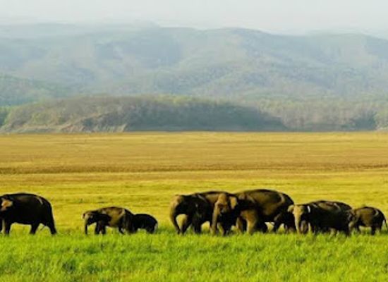 india/kaziranga-national-park/landmark/manas-national-park