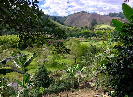 colombia/risaralda-department/landmark/finca-de-don-elias