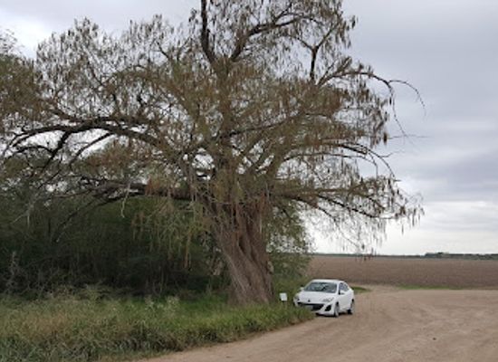 texas/rio-grande-valley/landmark/montezuma-bald-cypress-tree
