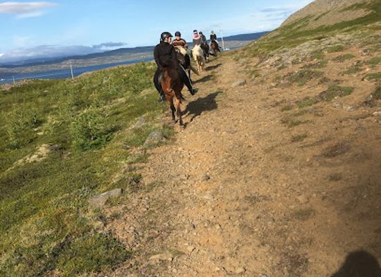 iceland/westfjords/landmark/strandahestar