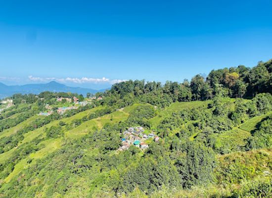 india/darjeeling/landmark/tea-garden-view
