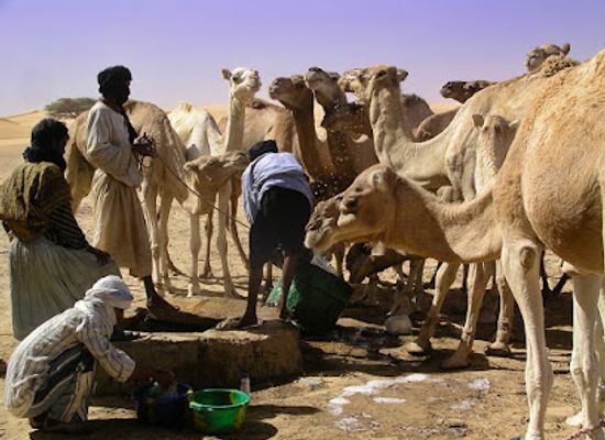 mauritania/chinguetti/landmark/oasis-de-la-gueila