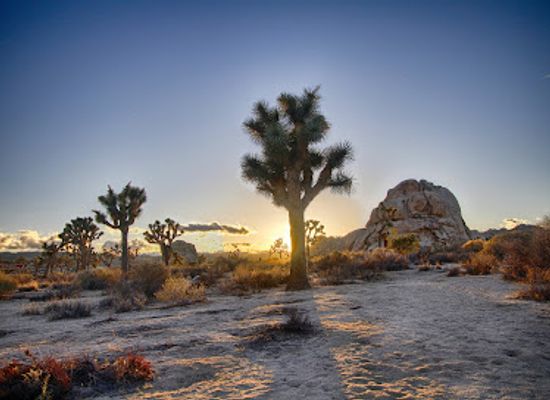 california/joshua-tree/landmark/joshua-tree-national-park