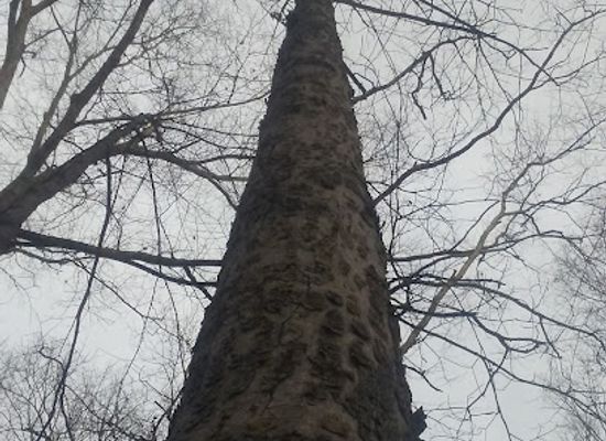 kentucky/fort-thomas/landmark/fort-thomas-landmark-tree-trail