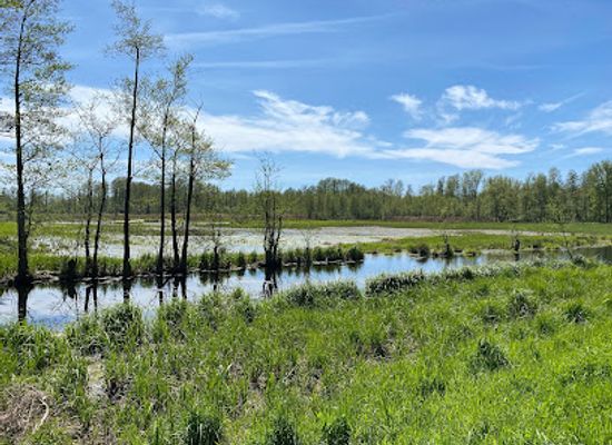 germany/spreewald/landmark/sauenmoor