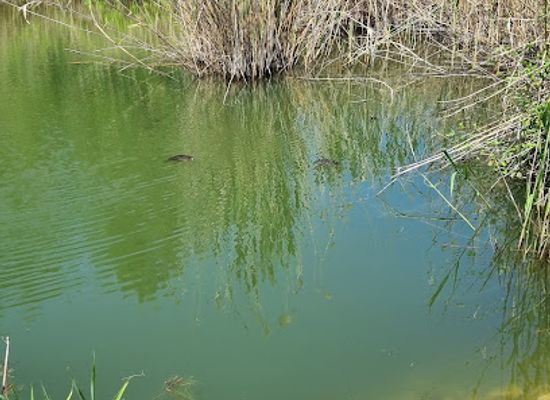 greece/chalkidiki/landmark/mavrobara-turtle-lake