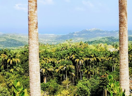 barbados/central-uplands/landmark/welchman-hall-gully