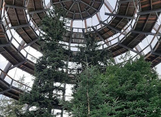 germany/oberpfälzer-wald/landmark/baumwipfelpfad-bavarian-forest
