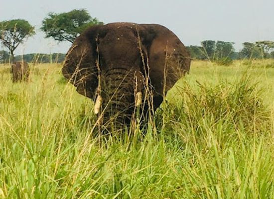 uganda/central-region/landmark/3-days-murchison-falls-safari-tours
