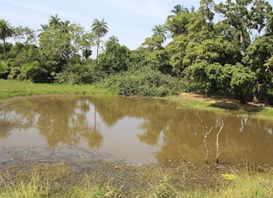 the-gambia/tendaba-camp/landmark/abuko-nature-reserve