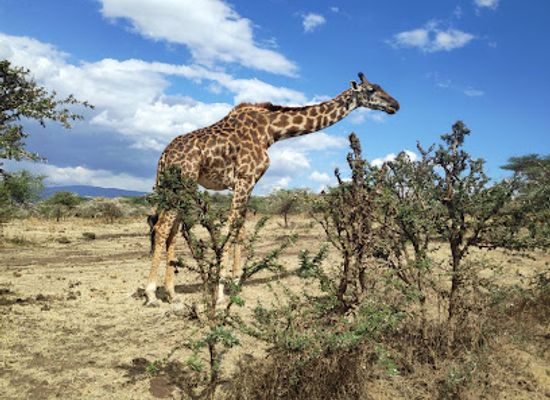 tanzania/moshi/landmark/african-scenic-safaris-ltd
