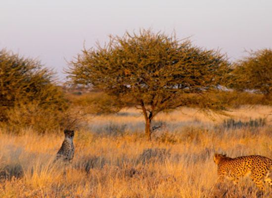 botswana/nxai-pan-national-park/landmark/central-kalahari-game-reserve