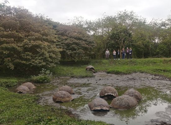 ecuador/galapagos-islands/landmark/el-chato-ranch-giant-tortoise-reserve