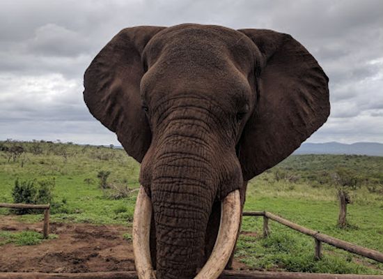 south-africa/elephant-coast/landmark/thanda-safari-private-game-reserve
