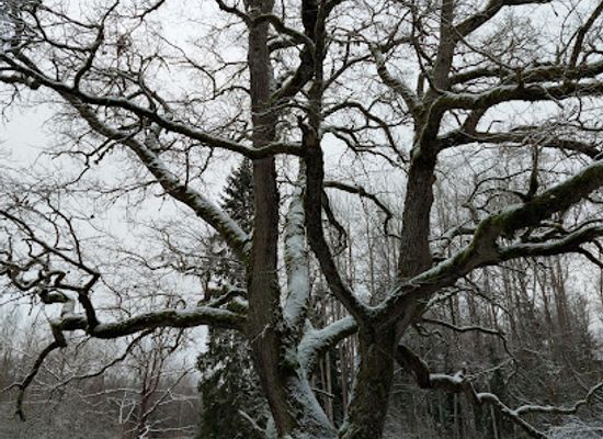 estonia/viljandi-county/landmark/lemmjoe-keelemetsa-opperada