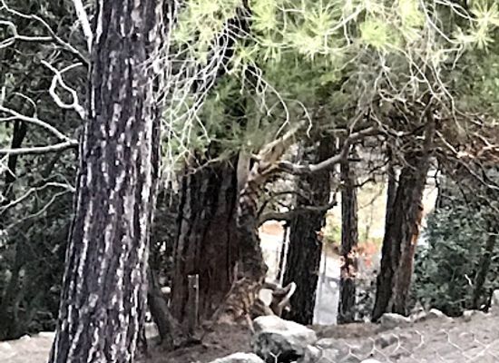 cyprus/troodos-national-forest-park/landmark/moufflon-enclosure