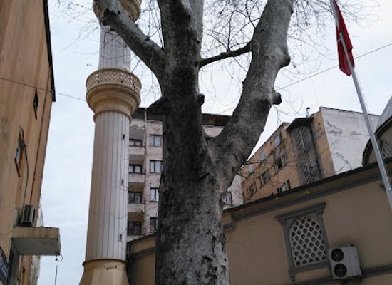 turkiye/trabzon/akcaabat/landmark/tarihi-cinar-agaci