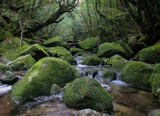 japan/yakushima/landmark/yakushima-island