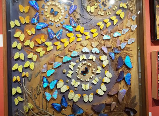 france/saint-tropez/landmark/butterfly-museum