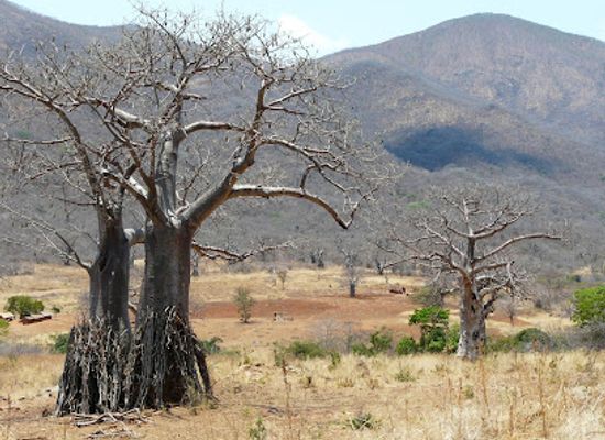 tanzania/ruaha-national-park/landmark/iringa-boma