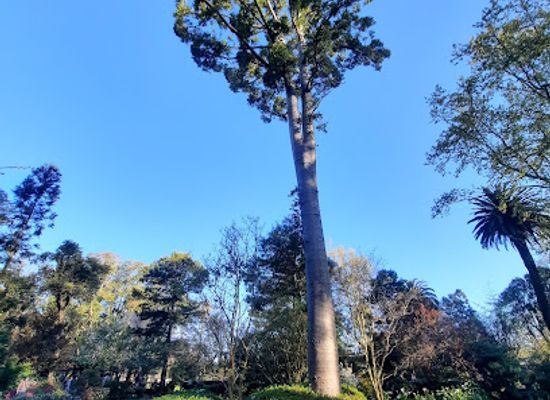 uruguay/montevideo/landmark/montevideo-japanese-garden-hei-sei-en