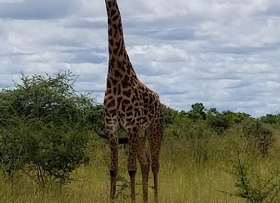 tanzania/ruaha-national-park/landmark/rungwa-game-reserve