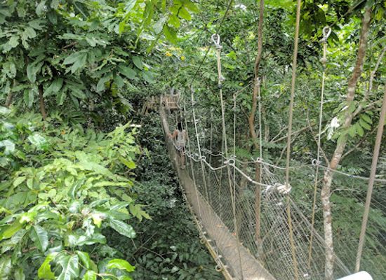 samoa/satupa-itea/landmark/falealupo-canopy-walkway