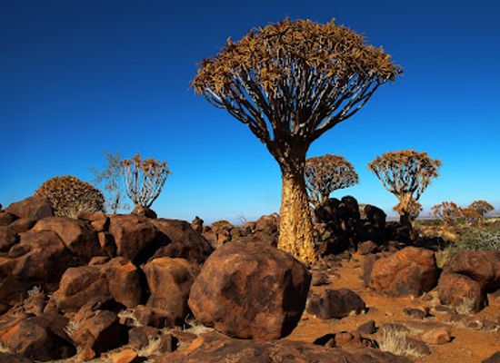 namibia/namib-desert/landmark/quiver-tree-forest