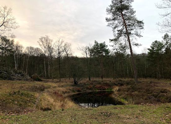 netherlands/veluwe/landmark/natuurmonumenten-cronebos