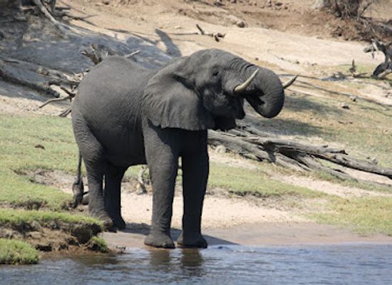 botswana/chobe-district/landmark/chobe-national-park-stretch-point