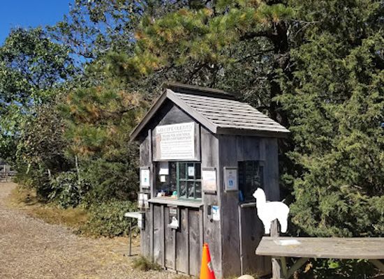 massachusetts/martha-s-vineyard/landmark/island-alpaca-company