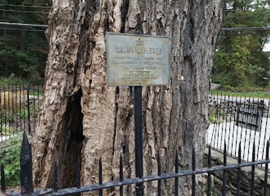 new-york/hudson-valley/landmark/the-balmville-tree