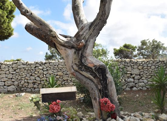 malta/northern-harbour/landmark/jesus-tree