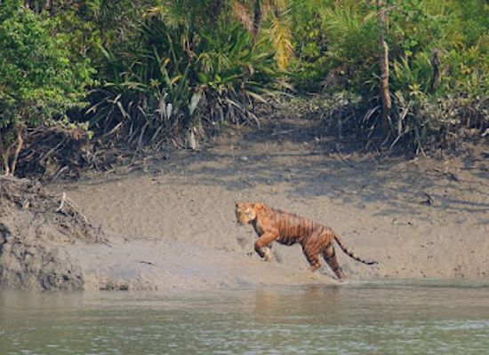 bangladesh/sundarbans-national-park/landmark/sundarban-national-forest